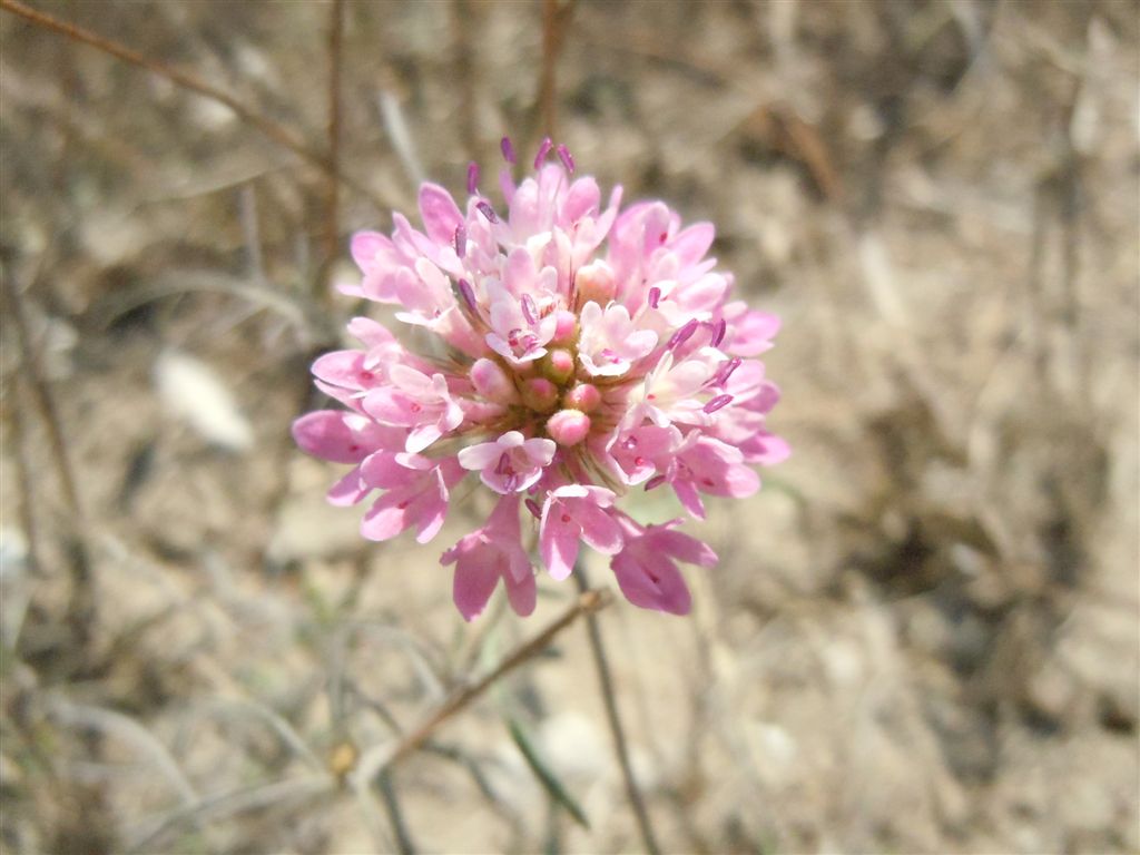 Caprifoliaceae - Scabiosa sp.